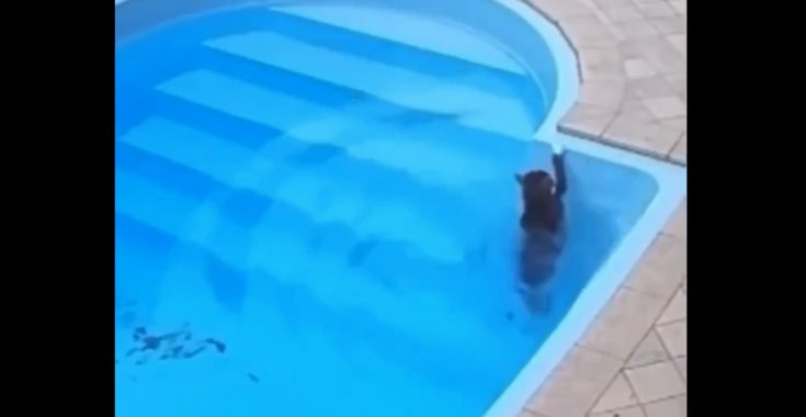 ΠΙΣΙΝΑ ΓΑΤΑ