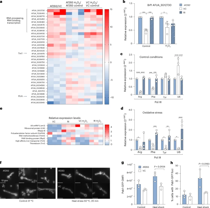 Φωτογραφία: Rocha, M.C., Lerer, V., Adeoye, J. et al. Aspergillus fumigatus dsRNA virus promotes fungal fitness and pathogenicity in the mammalian host. Nat Microbiol 10, 2179–2193 (2025). https://doi.org/10.1038/s41564-025-02096-3