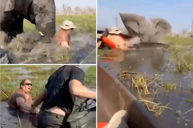 Ελέφαντας, επίθεση