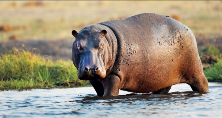 ιπποπόταμος