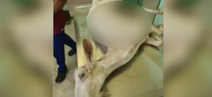 Κτηνωδία στα Κρέστενα Ηλείας: Πέταξαν ζωντανή στα σκουπίδια ακρωτηριασμένη κατσίκα