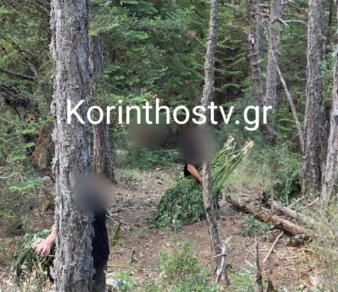 Εντοπίστηκε νέα χασισοφυτεία – μαμούθ στην Ορεινή Κορινθία