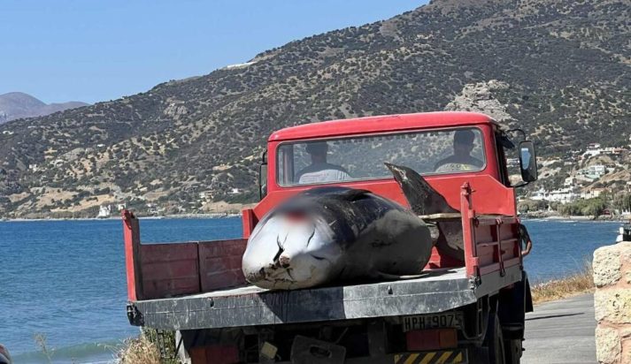Κρήτη, Ζιφίες