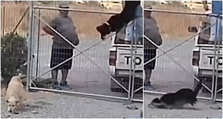 Λήμνος: Εγκατέλειψαν 3 σκύλους πετώντας τους μέσα στο κυνοκομείο – ΒΙΝΤΕΟ