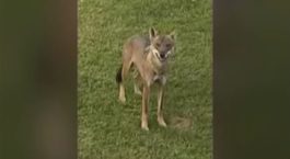 λύκος Χαλκιδική