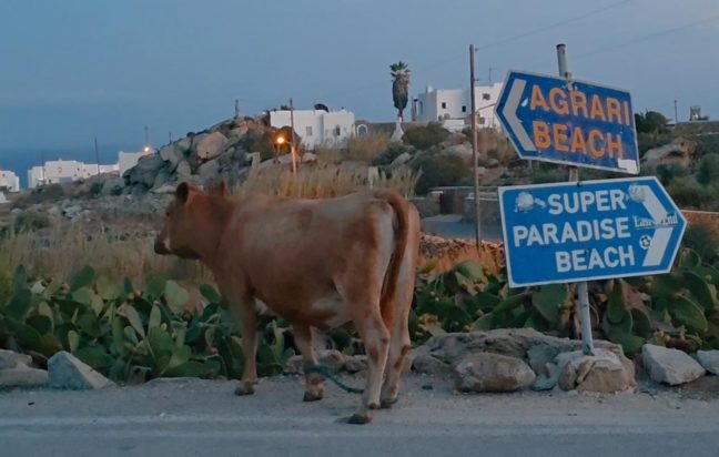 Μύκονος, αγελάδα