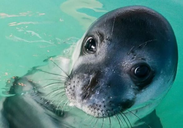 φώκια- Κάρπαθος