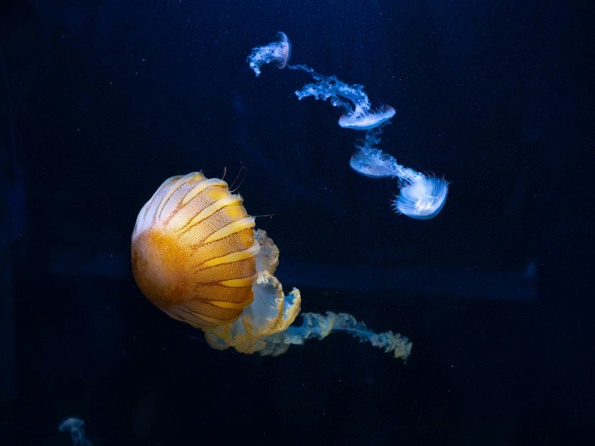 Το μυστικό της αθανασίας κρύβεται σε ένα θαλάσσιο πλάσμα - Και οι άνθρωποι ίσως μπορούν να το «κλέψουν»