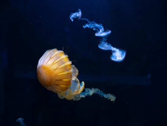 Το μυστικό της αθανασίας κρύβεται σε ένα θαλάσσιο πλάσμα - Και οι άνθρωποι ίσως μπορούν να το «κλέψουν»