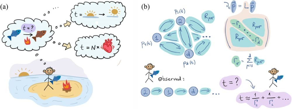 Βέλτιστη εκτίμηση του χρόνου για κλασικές στοχαστικές διαδικασίες.(α) Η επιτυχημένη μαγειρική (μεταξύ άλλων σημαντικών δραστηριοτήτων) απαιτεί την κατασκευή ενός ακριβούς και αξιόπιστου εκτιμητή χρόνου από το αρχείο γεγονότων ενός παρατηρητή. Οι στοχαστικές διεργασίες μπορούν να χρησιμοποιηθούν για αυτόν τον σκοπό, αλλά παρουσιάζουν διαφορετικά επίπεδα συχνότητας, κανονικότητας και αλληλεξάρτησης. (β) Εστιάζουμε σε διαδικασίες Markovian με «άλματα», οι οποίες περιγράφονται από μια κύρια εξίσωση (master equation). Πηγή: K. Prech et al., 2025