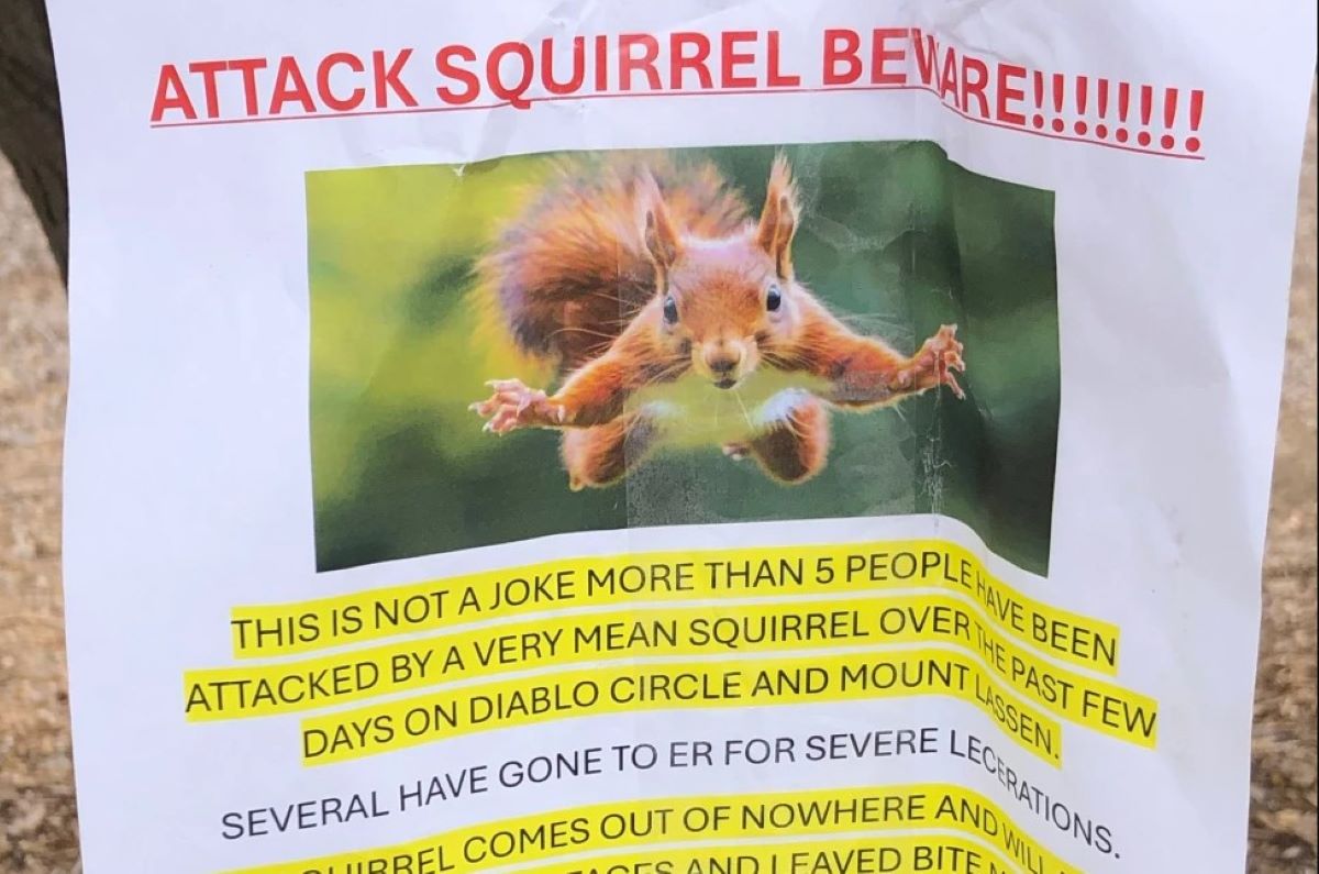 Σαν Φρανσίσκο: Θυμωμένος σκίουρος εμφανίζεται από το πουθενά και επιτίθεται σε ανθρώπους – Έστειλε τουλάχιστον 2 άτομα στο νοσοκομείο