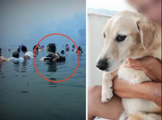 ΑΜΟΡ ΣΚΥΛΟΣ ΜΑΤΙ