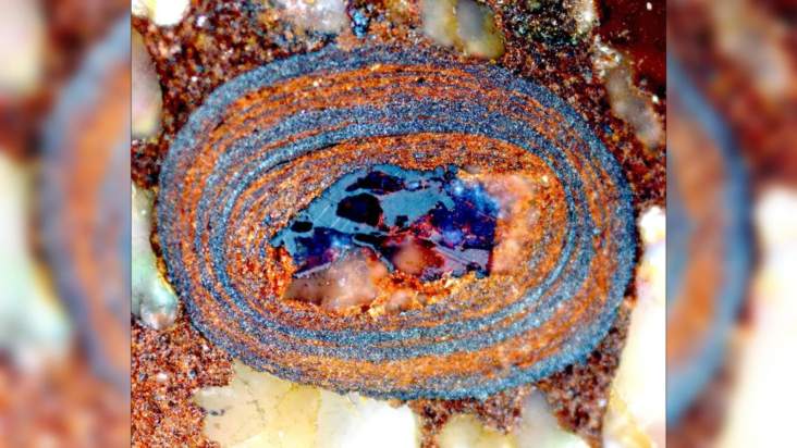 Τα ωοειδή περιέχουν πληροφορίες για το ποσοστό οργανικού άνθρακα στη θάλασσα πριν από εκατομμύρια χρόνια – όπως μια χρονοκάψουλα. Φωτογραφία: Nir Galili /ETH Zurich