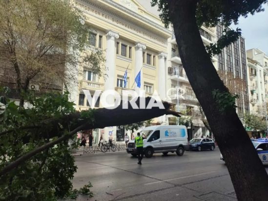 Θεσσαλονίκη, Τσιμισκή, κλαδί δέντρου