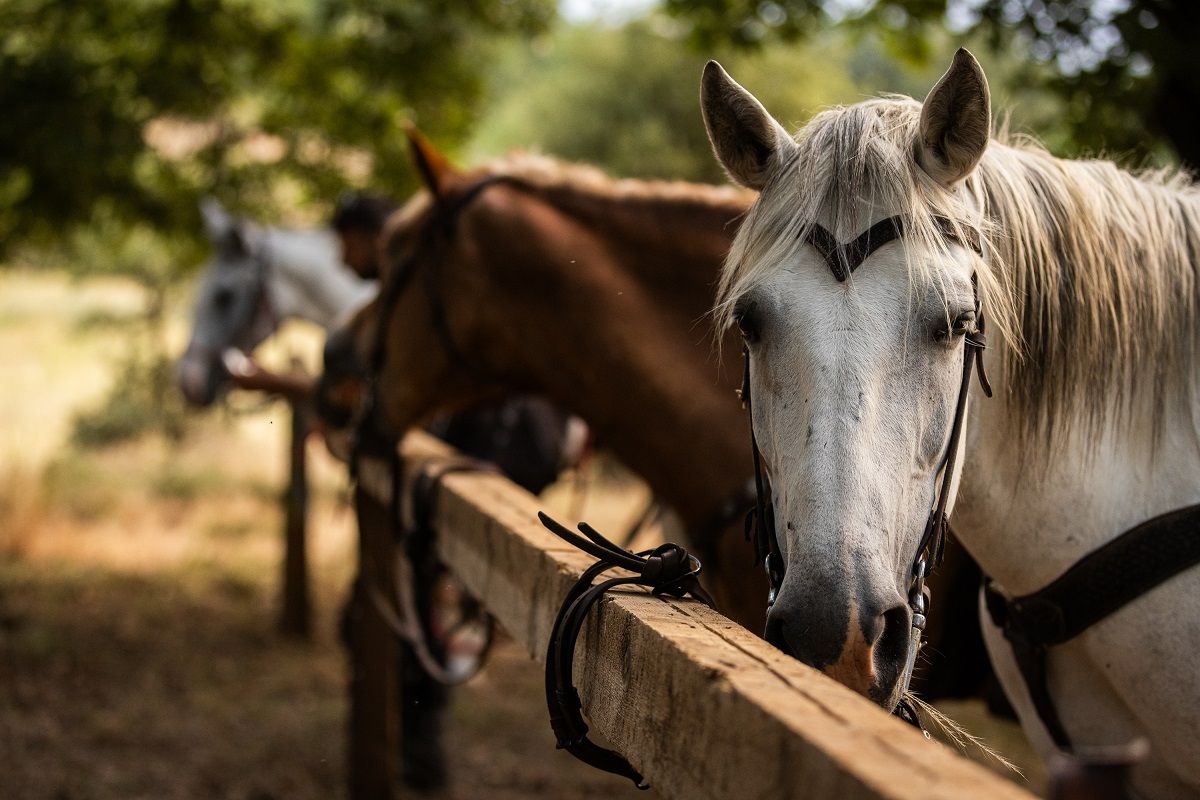 Κυνήγι τρούφας με άλογα στα Μετέωρα