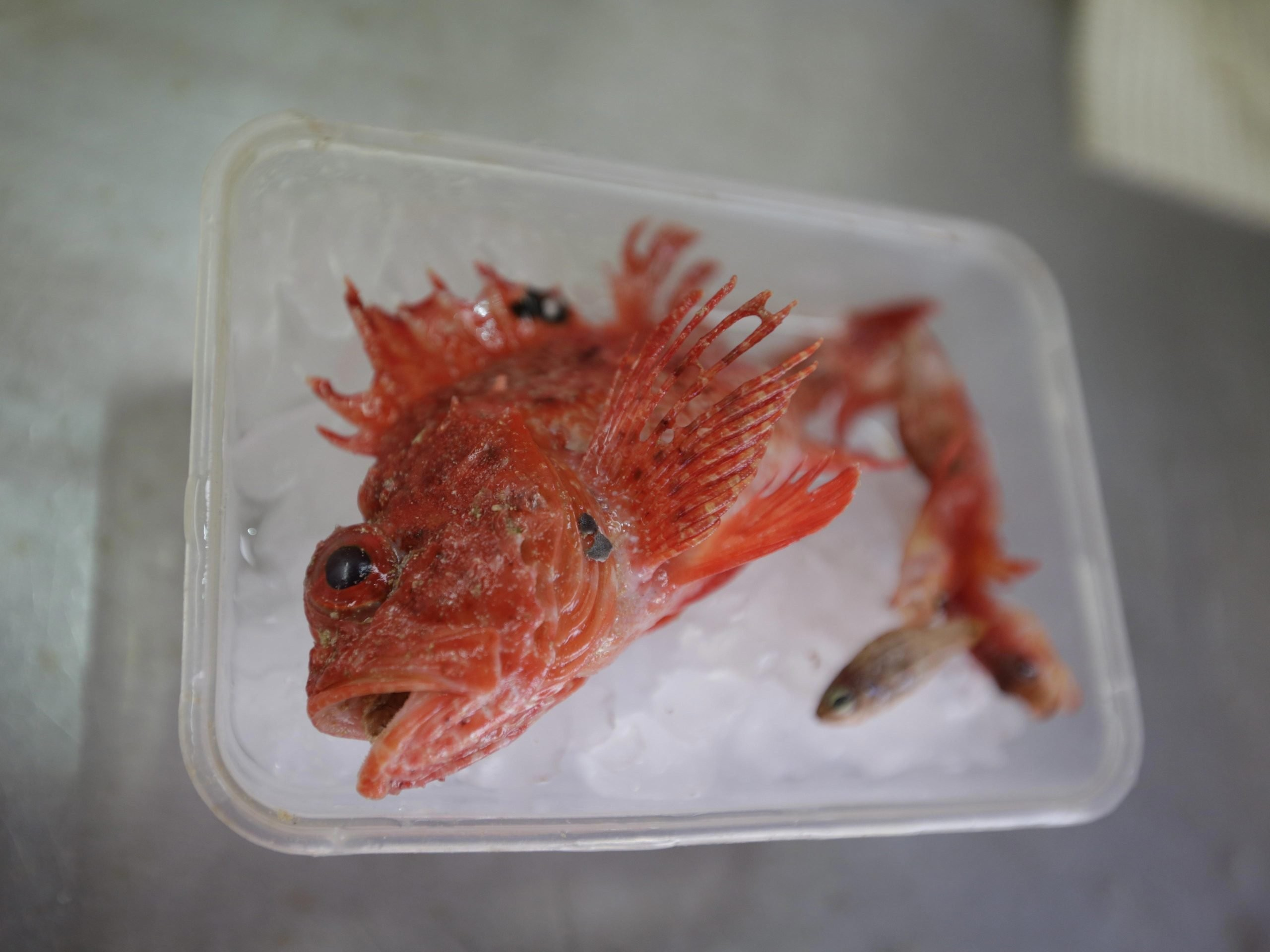 Ακόμη, στο ερευνητικό ταξίδι του 2022, ανακαλύφθηκε μια σκορπαινίδα με παράλληλη ράχη. Φωτογραφία: Frederique Olivier, CSIRO