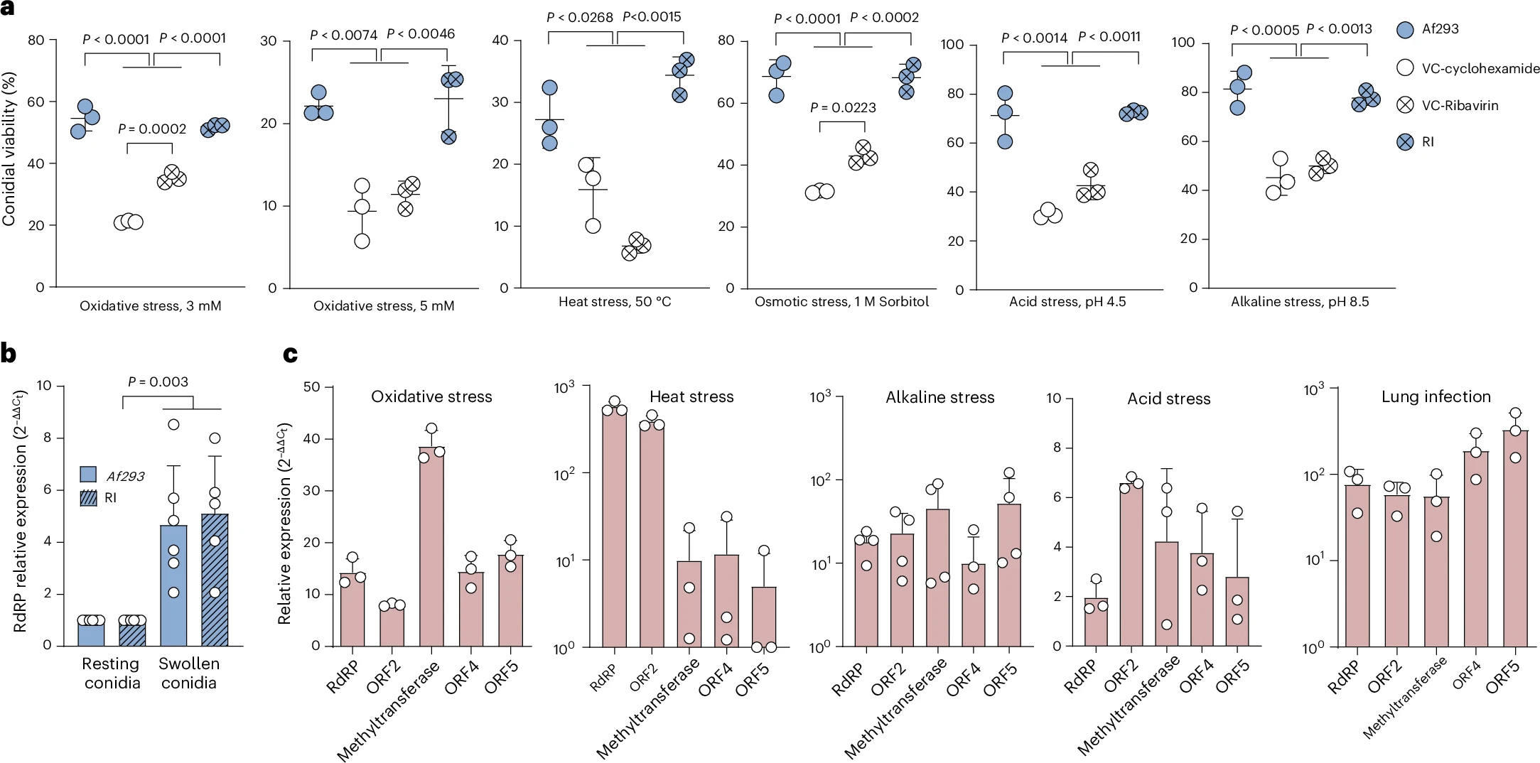 Φωτογραφία: Rocha, M.C., Lerer, V., Adeoye, J. et al. Aspergillus fumigatus dsRNA virus promotes fungal fitness and pathogenicity in the mammalian host. Nat Microbiol 10, 2179–2193 (2025). https://doi.org/10.1038/s41564-025-02096-3
