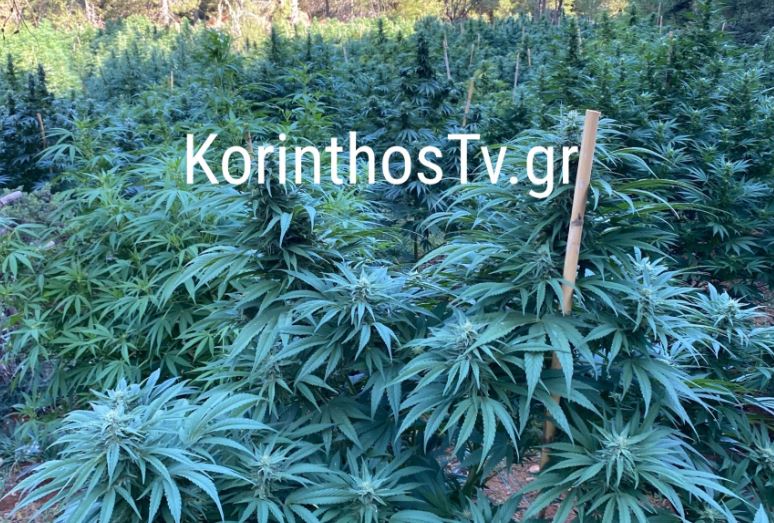 «Εγκλωβισμένοι» αστυνομικοί στη μεγαλύτερη χασισοφυτεία της Κορινθίας