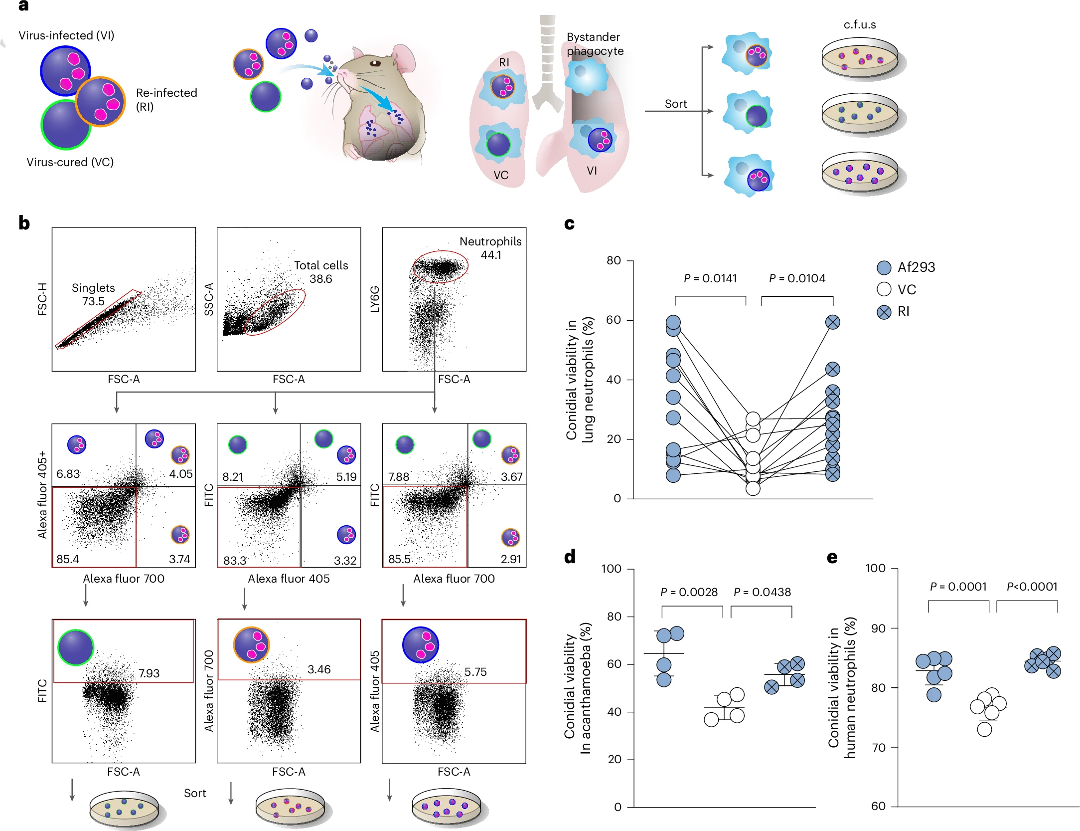 Φωτογραφία: Rocha, M.C., Lerer, V., Adeoye, J. et al. Aspergillus fumigatus dsRNA virus promotes fungal fitness and pathogenicity in the mammalian host. Nat Microbiol 10, 2179–2193 (2025). https://doi.org/10.1038/s41564-025-02096-3
