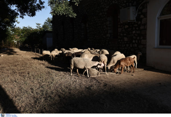 ΑΙΓΟΠΡΟΒΑΤΑ