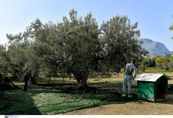 Ελιές, Συγκομιδή