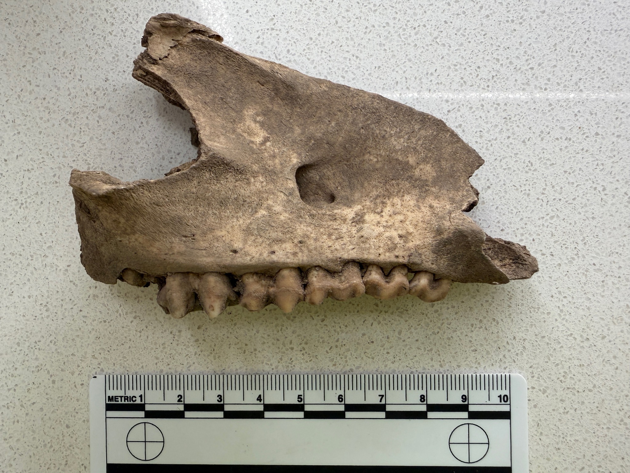 Εκπληκτική ανακάλυψη κάτω από το πάτωμα ταβέρνας - Η φωτιά έφερε στο φως σπάνια νομίσματα και προϊστορικά αντικείμενα