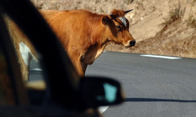 ΑΓΕΛΑΔΑ ΜΟΣΧΑΡΙ