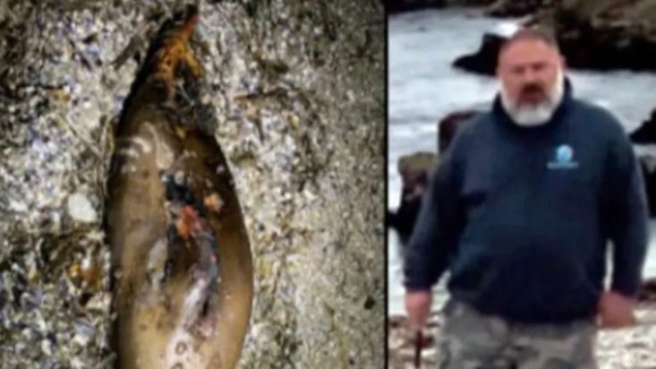 ΚΑΛΙΦΟΡΝΙΑ ΦΩΚΙΑ