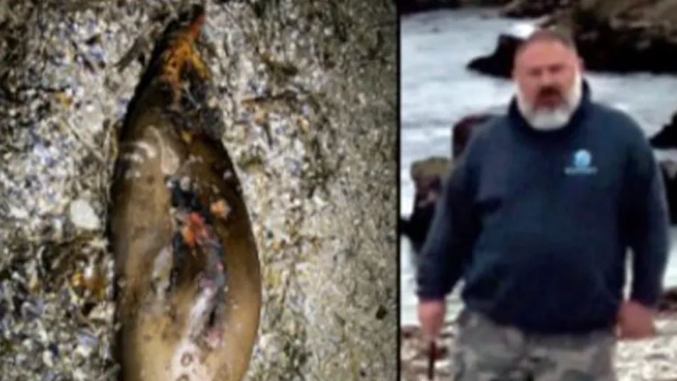 ΚΑΛΙΦΟΡΝΙΑ ΦΩΚΙΑ