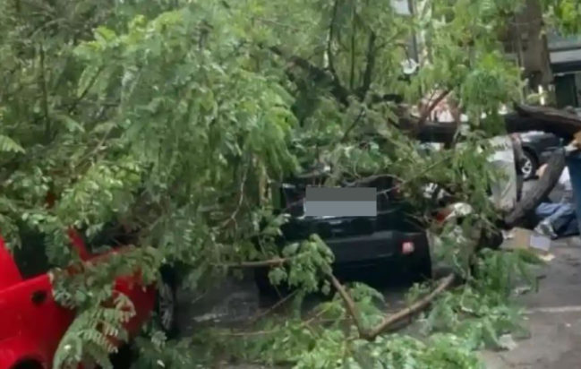 Έπεσε δέντρο στο κέντρο της Αθήνας