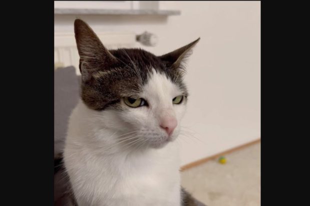 ΓΑΤΑ ΔΗΛΗΤΗΡΙΟ