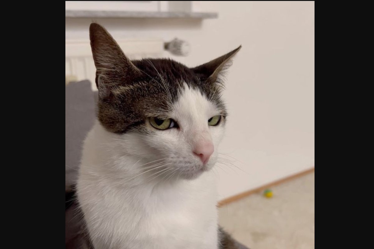 ΓΑΤΑ ΔΗΛΗΤΗΡΙΟ