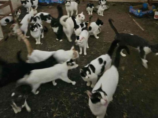 ΓΑΤΕΣ ΠΑΤΡΑ