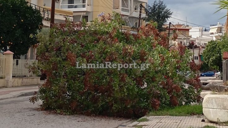 ΛΑΜΙΑ ΔΕΝΤΡΟ