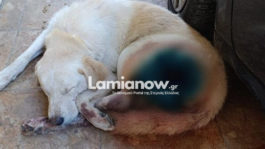 Σκύλος - Καμένα Βούρλα