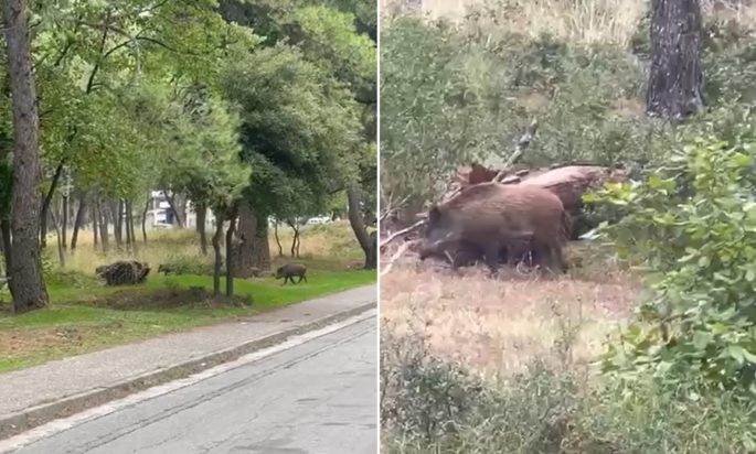 Αγριογούρουνα, δροσιά