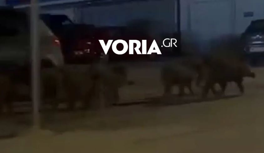 Βίντεο: Αγριογούρουνα εμφανίστηκαν και στην Καλαμαριά