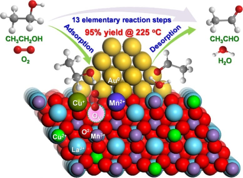 Ερευνητές αναφέρουν ότι μικροσκοπικά νανοσωματίδια χρυσού, που εναποτίθενται σε έναν περοβσκίτη LaMn0.75Cu0.25O3cap L a cap M n sub 0.75 cap C u sub 0.25 cap O sub 3𝐿𝑎𝑀𝑛0.75𝐶𝑢0.25𝑂3, αξιοποιούν μια συνέργεια χρυσού-μαγγανίου-χαλκού για την παραγωγή ακεταλδεΰδης σε απόδοση 95% από αιθανόλη, στους μόλις 225 °C. Το εύρημα αυτό υποδεικνύει καθαρότερους και πιο αποδοτικούς τρόπους παραγωγής. Μια μικρή δόση χαλκού δημιουργεί ενεργά κέντρα που επιταχύνουν το πιο δύσκολο στάδιο της αντίδρασης, ενώ η υπερβολική ποσότητα χαλκού αποσταθεροποιεί τον καταλύτη. Αυτό αναδεικνύει το πώς ο σχεδιασμός σε ατομικό επίπεδο καθορίζει την επόμενης γενιάς βιώσιμη κατάλυση. Φωτογραφία: Chinese Journal of Catalysis