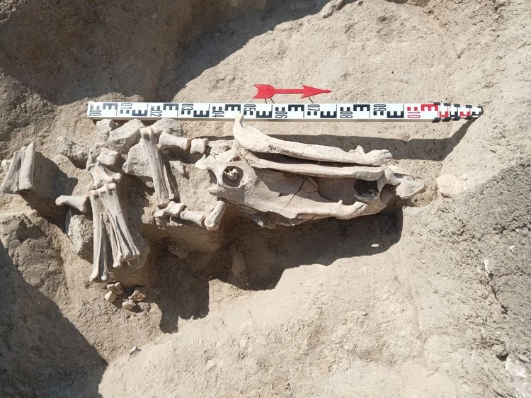 Τα κομμένα οστά από κρανίο και πόδια σε συγκεκριμένη διάταξη. Φωτογραφία: Artezian Archaeological Expedition