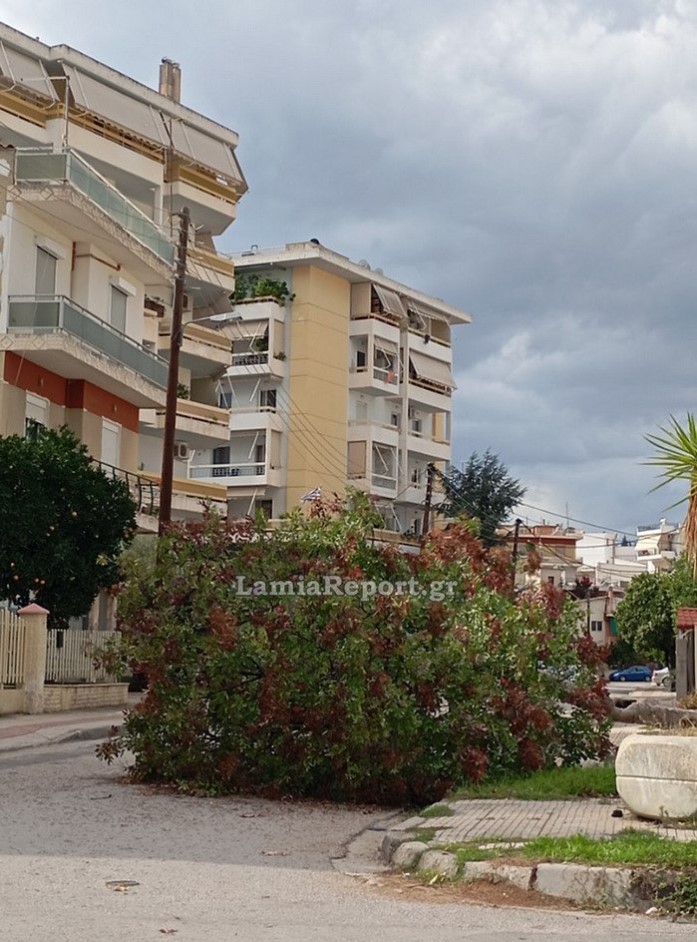 ΔΕΝΤΡΟ ΛΑΜΙΑ ΠΤΩΣΗ