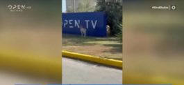 Ελάφι στις εγκαταστάσεις του OPEN