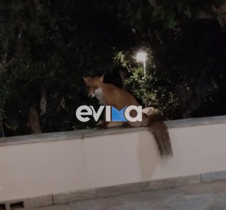 Εύβοια, Κάρυστος, Αλεπού