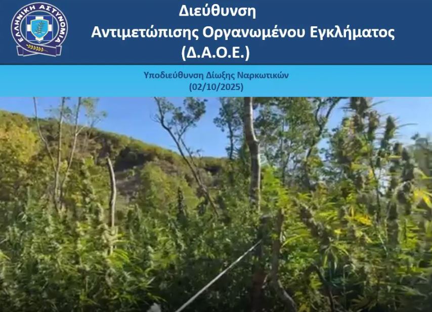 Ιωάννινα: Εντοπίστηκε μεγάλη φυτεία με 1.650 δενδρύλλια κάνναβης – ΒΙΝΤΕΟ