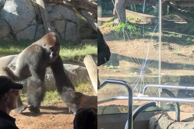 Γορίλας, Ζωολογικός κήπος