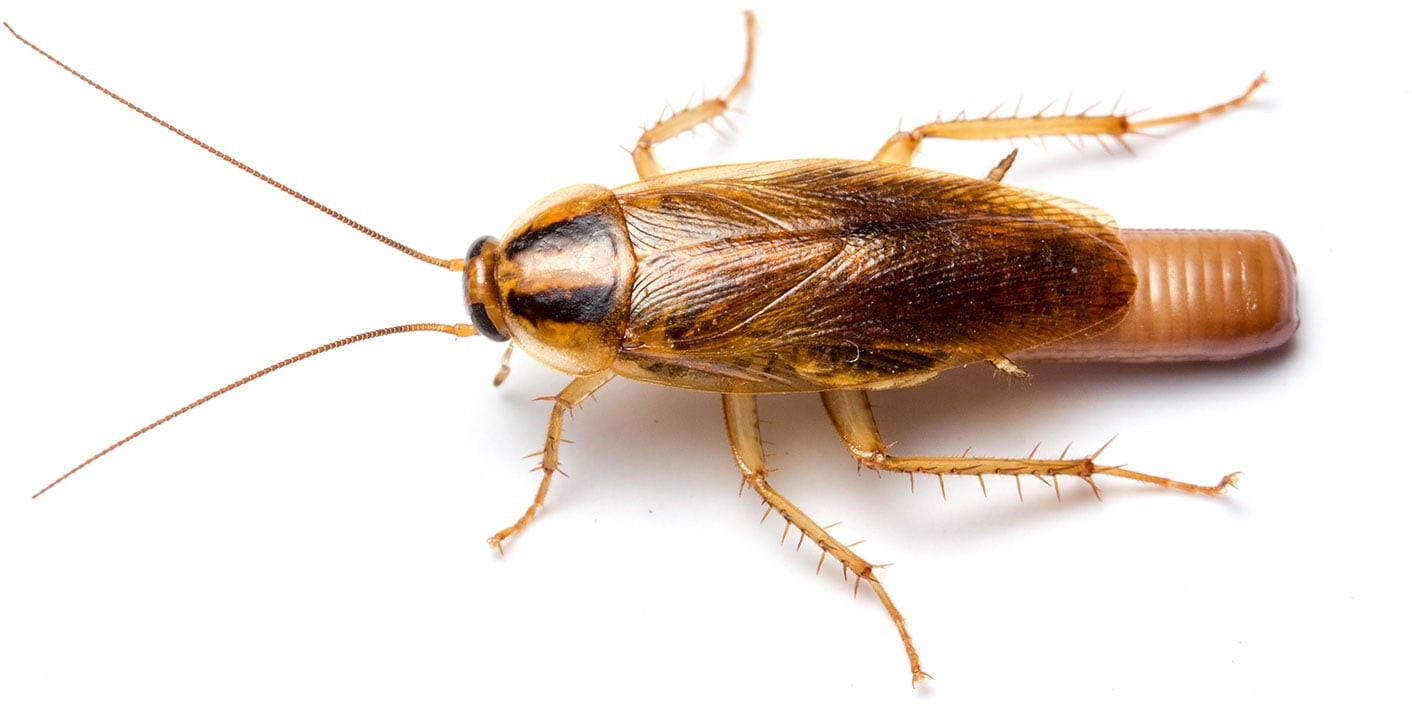 Οι ερευνητές βρήκαν σημαντικές ποσότητες ενδοτοξινών σε σπίτια με κατσαρίδες, με τις θηλυκές κατσαρίδες να εκκρίνουν περίπου τη διπλάσια ποσότητα από αυτή που απέκκριναν τα αρσενικά. Φωτογραφία: Matt Bertone, NC State University