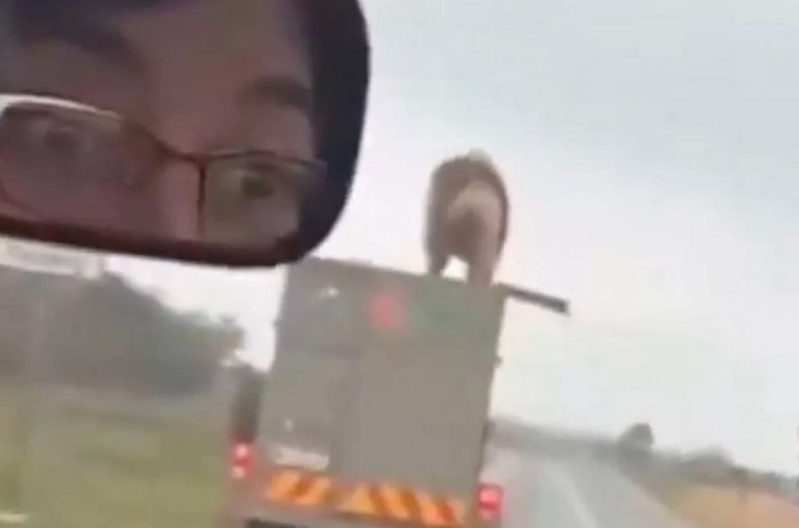 Βίντεο: Λιοντάρι δραπετεύει από φορτηγό και περιπλανιέται στον δρόμο – Το εντυπωσιακό άλμα από την οροφή