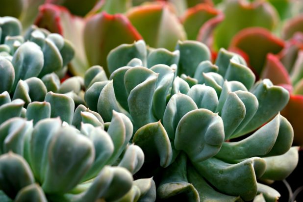 Κηπουρική: Τα φυτά που χρειάζονται ελάχιστο πότισμα