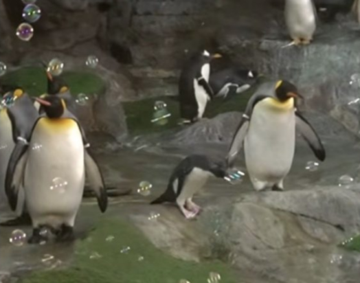 πιγκουίνος