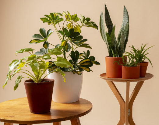 Υγρασία και μούχλα: 6 φυτά εσωτερικού χώρου που λειτουργούν ως φυσικοί αφυγραντήρες