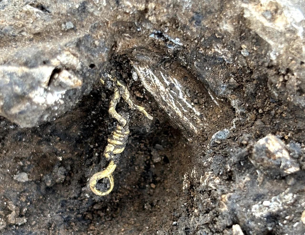 Το άκρο ενός χρυσού βραχιολιού in situ, σχηματισμένο από στριφτό χρυσό έλασμα που καταλήγει σε δακτύλιο. Φωτογραφία : Anne Viero, Inrap